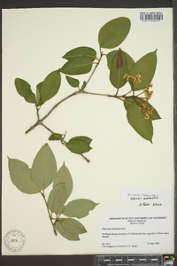 Viburnum cassinoides image