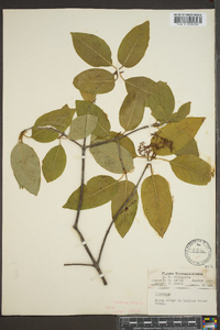 Viburnum cassinoides image