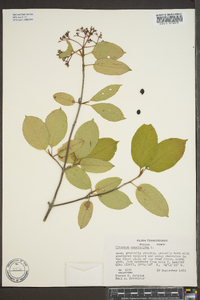 Viburnum cassinoides image