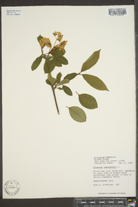 Viburnum cassinoides image