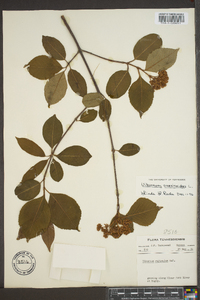 Viburnum cassinoides image