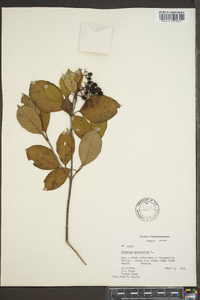 Viburnum cassinoides image