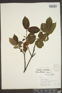 Viburnum cassinoides image