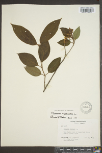 Viburnum cassinoides image