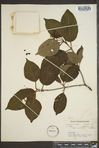 Viburnum cassinoides image