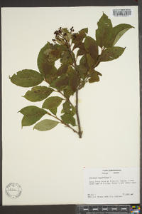 Viburnum cassinoides image