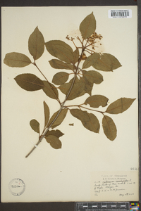 Viburnum cassinoides image