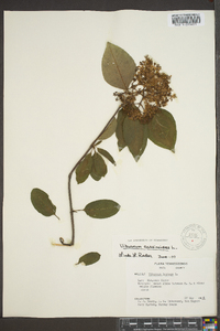 Viburnum cassinoides image