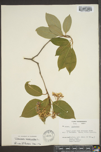 Viburnum cassinoides image