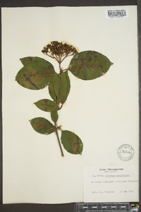 Viburnum cassinoides image