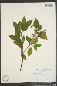 Viburnum cassinoides image