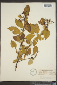 Viburnum cassinoides image