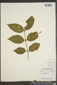 Viburnum cassinoides image