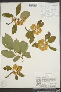 Viburnum cassinoides image