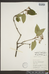 Viburnum cassinoides image