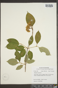 Viburnum cassinoides image