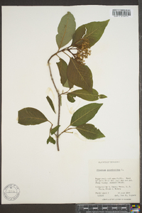 Viburnum cassinoides image