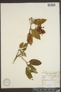 Viburnum cassinoides image