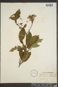 Viburnum cassinoides image