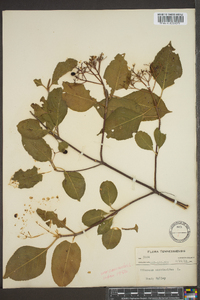 Viburnum cassinoides image