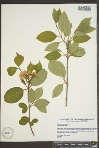 Viburnum cassinoides image