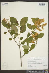 Viburnum cassinoides image