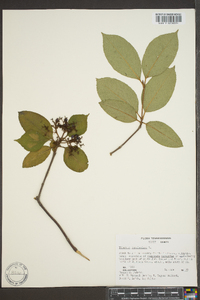 Viburnum cassinoides image