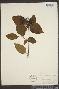 Viburnum cassinoides image