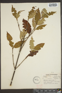 Viburnum cassinoides image