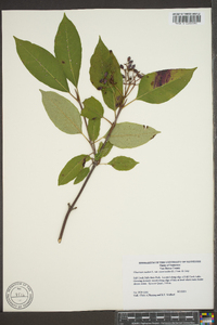 Viburnum cassinoides image