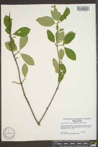 Viburnum cassinoides image