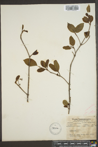 Viburnum cassinoides image