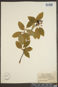 Viburnum cassinoides image