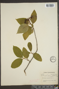 Viburnum cassinoides image