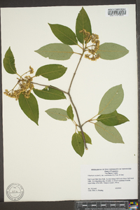 Viburnum cassinoides image