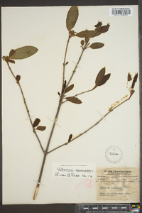 Viburnum cassinoides image