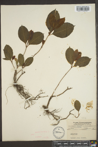 Viburnum cassinoides image