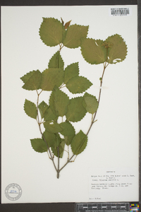 Viburnum dentatum var. deamii image