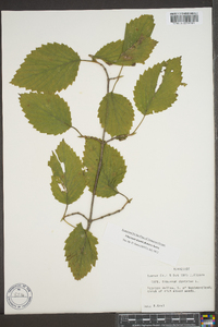 Viburnum dentatum var. deamii image