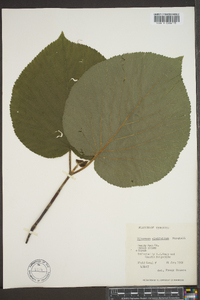 Viburnum lantanoides image