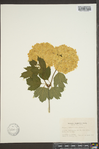 Viburnum opulus var. opulus image