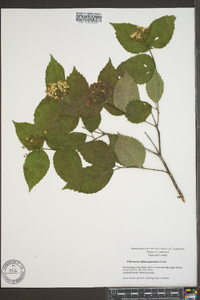 Viburnum rafinesqueanum image