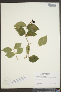 Viburnum rafinesqueanum image