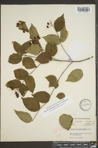 Viburnum rafinesqueanum image