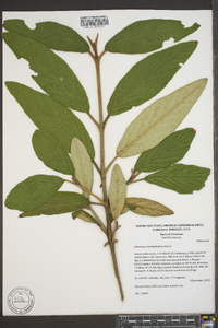 Viburnum rhytidophyllum image