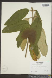 Viburnum rhytidophyllum image