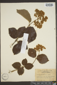 Viburnum dentatum var. deamii image