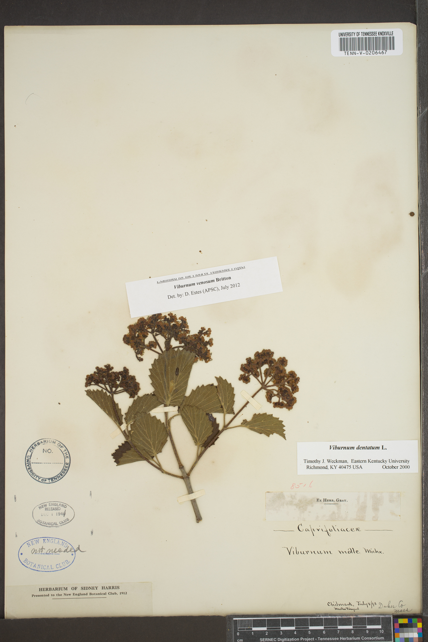Viburnum venosum image