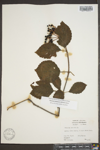 Viburnum alabamense image