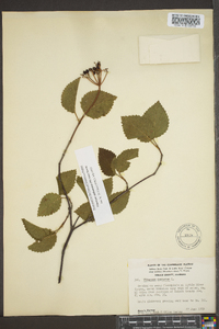 Viburnum alabamense image